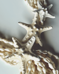 Y-PELAGIA ÜÇ DENİZ YILDIZILI KOLYE