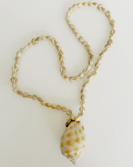 VOLUTE SHELL KOLYE