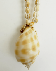 VOLUTE SHELL KOLYE