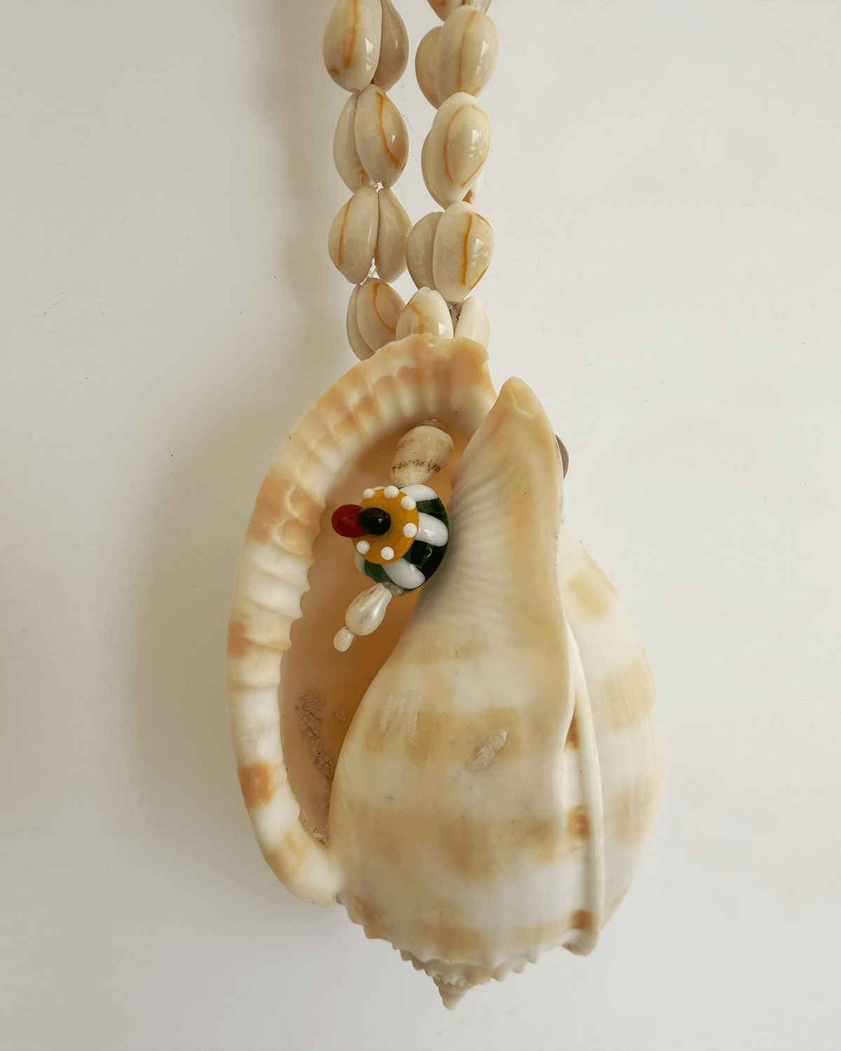 VOLUTE SHELL KOLYE